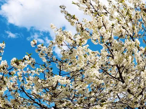 A spring cherry tree Stock Photos
