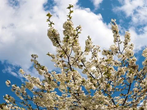 A spring cherry tree Foto stock
