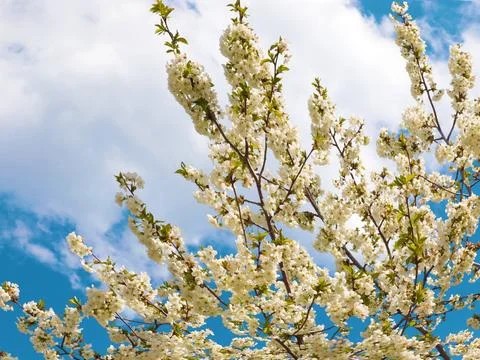 A spring cherry tree Foto stock