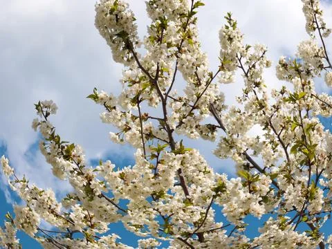 A spring cherry tree Foto stock