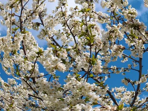 A spring cherry tree Foto stock