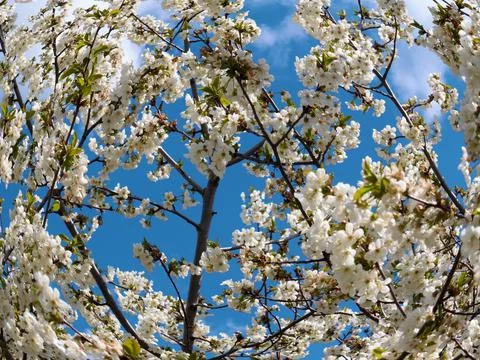 A spring cherry tree Foto stock