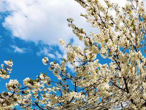 A spring cherry tree Foto stock