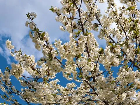 A spring cherry tree Foto stock