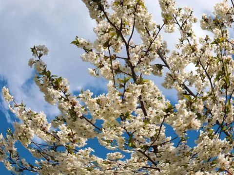 A spring cherry tree Foto stock