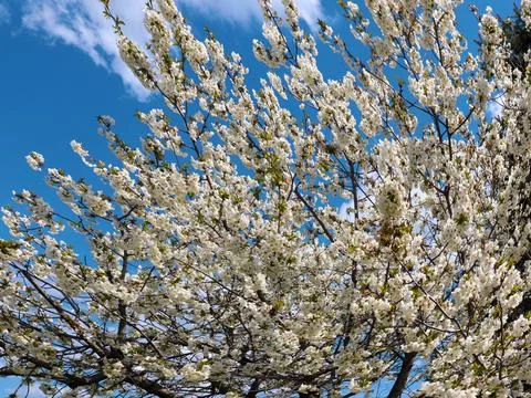 A spring cherry tree Foto stock
