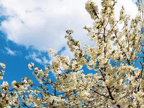 A spring cherry tree Foto stock