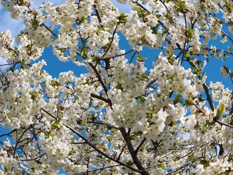 A spring cherry tree Stock Photos