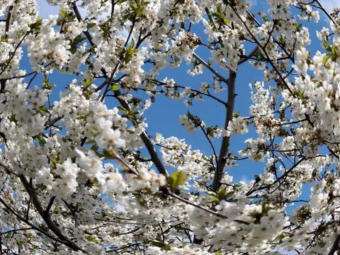 A spring cherry tree Stock Photos