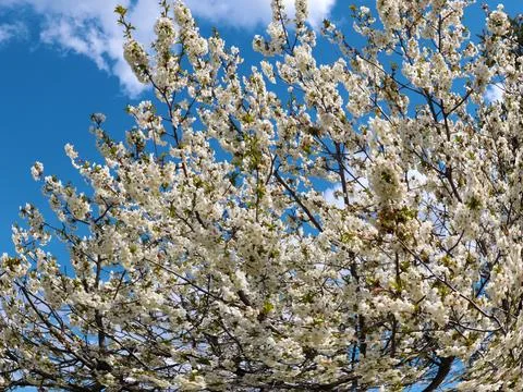 A spring cherry tree Foto stock