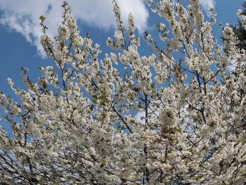 A spring cherry tree Foto stock