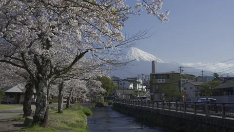 Spring Cherry Trees and Mount Fuji Beside the Kanda River Walkway Vidéo 348256438