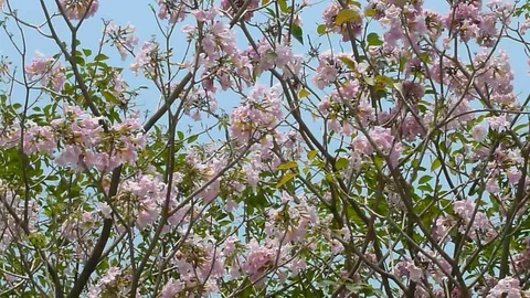 In spring, cherry trees are full of cherry blossoms, and they are very beautiful Stock Footage 87940291