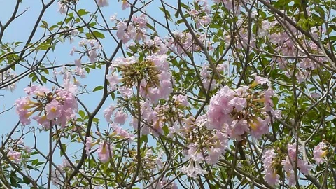 In spring, cherry trees are full of cherry blossoms, and they are very beautiful Vídeo Stock 87943594