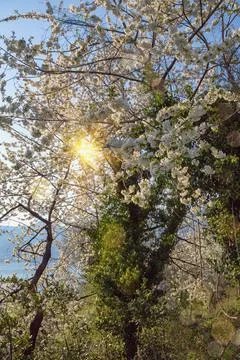 Spring. Cherry trees bloom in the old garden on a sunny day. Bokeh Stock Photos