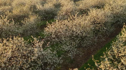 Spring Cherry Trees Blossoms in Door County, Wisconsin Stock Footage 154286879
