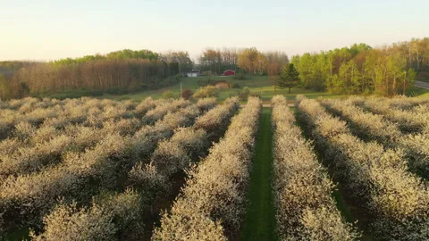 Spring Cherry Trees Blossoms in Door County, Wisconsin. Stock Footage 154287209