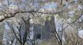 Spring Cherry Trees in Central Park New York City, Skyscrapers, NYC Buildings HD Footage