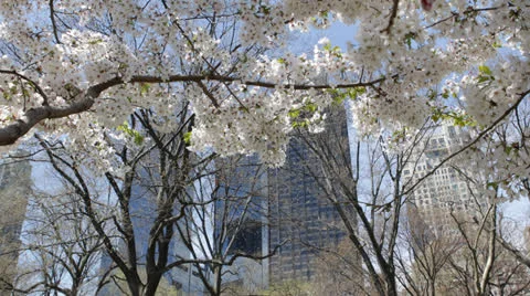 Spring Cherry Trees in Central Park New York City, Skyscrapers, NYC Buildings Stock Footage 24813056