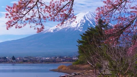 Spring Cherry Trees over Fuji, Spring Japan Establishing Shot 4k Stockbeeldmateriaal 335200371
