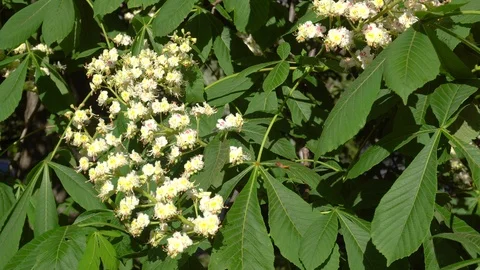 Spring chestnut blossom white flowers in the sun Stock Footage 90232103