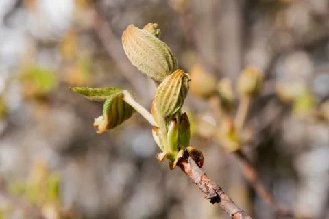Spring chestnut bud Stock Photos