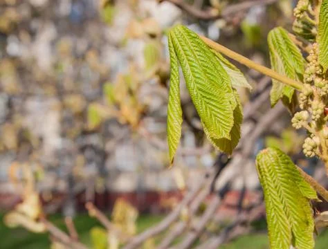 Spring chestnut bud Stock Photos