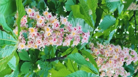 In spring, chestnut flowers bloom in nature. Stock Footage 243034840