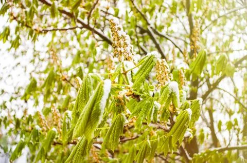 Spring chestnut leaves in snow Stock Photos