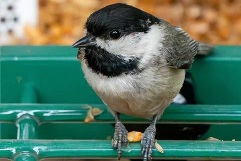 Spring Chickadee Photos