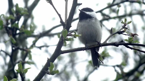 Spring Chickadee in the Rain Stock Footage 62911259