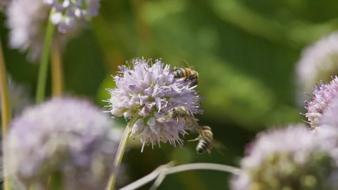 Spring Chives Flowers with Bees Flying and Colliding, Slow Motion Macro Stock Footage 282863071