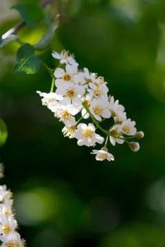 Spring Choke Cherry Flowers Foto stock