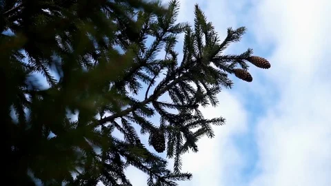 Spring Christmas tree with bumps in the sky Stock Footage 128312827