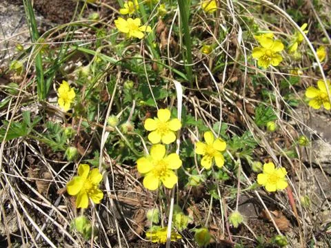 Spring cinquefoil Stock Photos