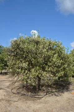 Spring in the citrus garden Stock Photos
