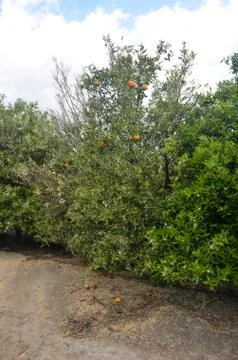 Spring in the citrus garden Stock Photos