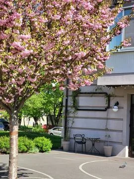 Spring city with a blooming tree Stock Photos