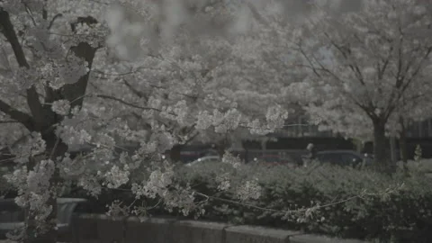 Spring City Cherry Blossums 库存影片 152956731