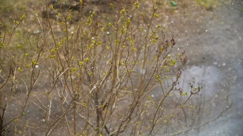 Spring in the city during the snowfall. Stock. Nature is covered with a white Stock Footage 129670588