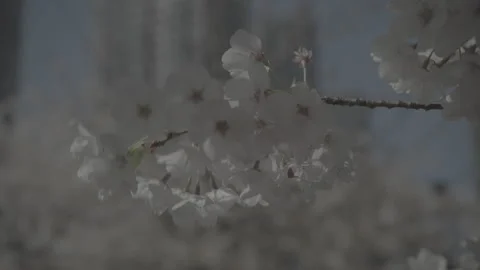 Spring City Flowers in the wind 库存影片 152922729