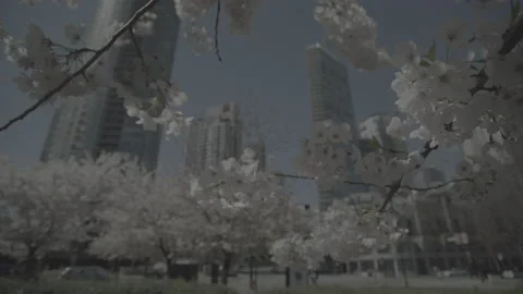 Spring City foreground flowers 库存影片 152928705