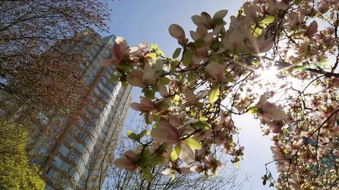 Spring city modern urbamn building tree blossom lense flare Stock Footage 89010312