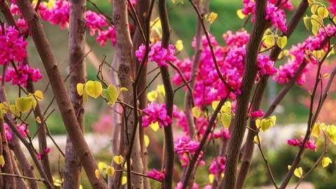 Spring in the city park Stock Footage 88229939