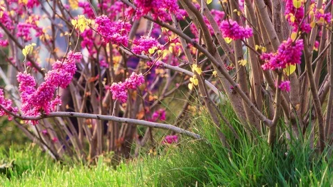 Spring in city park Stock Footage 88230091