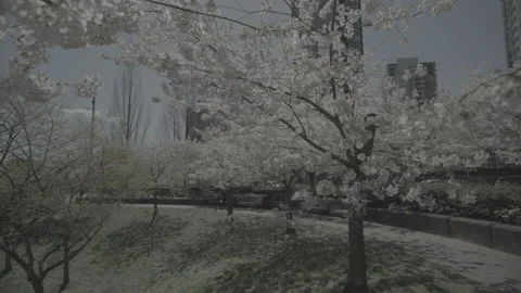 Spring City Park 库存影片 152953424