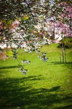 Spring in the city park Photos