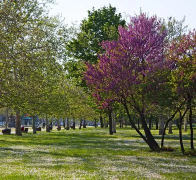 Spring in the city Stock Photos