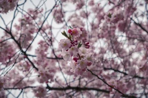 Spring in the city, Prague Stock Photos