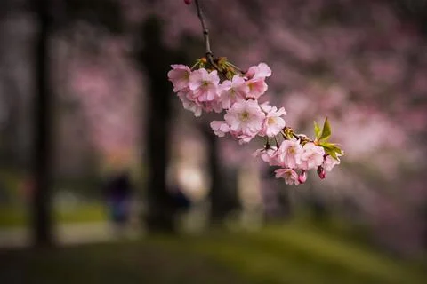 Spring in the city, Prague Stock Photos